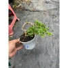 Cây cần thăng tán dài 15-18cm - Giá ưu đãi 72.000 VND, chất lượng cao