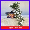 Cây cảnh bạch tuyết mai - Đẹp, dễ chăm sóc, giá 45.000đ, trang trí nhà cửa