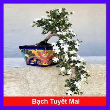 Cây cảnh bạch tuyết mai - Đẹp, dễ chăm sóc, giá 45.000đ, trang trí nhà cửa