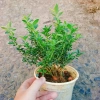 Cây cảnh bạch tuyết mai - Đẹp, dễ chăm sóc, giá 45.000đ, trang trí nhà cửa 2