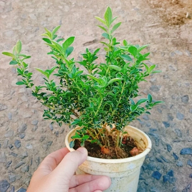 Cây cảnh bạch tuyết mai - Đẹp, dễ chăm sóc, giá 45.000đ, trang trí nhà cửa 2