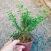 Cây cảnh bạch tuyết mai - Đẹp, dễ chăm sóc, giá 45.000đ, trang trí nhà cửa 3