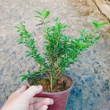 Cây cảnh bạch tuyết mai - Đẹp, dễ chăm sóc, giá 45.000đ, trang trí nhà cửa 3