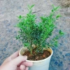 Cây cảnh bạch tuyết mai - Đẹp, dễ chăm sóc, giá 45.000đ, trang trí nhà cửa 4
