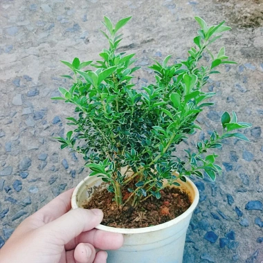 Cây cảnh bạch tuyết mai - Đẹp, dễ chăm sóc, giá 45.000đ, trang trí nhà cửa 4