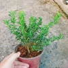 Cây cảnh bạch tuyết mai - Đẹp, dễ chăm sóc, giá 45.000đ, trang trí nhà cửa 5