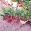 Cây cảnh bạch tuyết mai - Đẹp, dễ chăm sóc, giá 45.000đ, trang trí nhà cửa 6