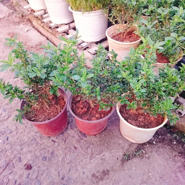 Cây cảnh bạch tuyết mai - Đẹp, dễ chăm sóc, giá 45.000đ, trang trí nhà cửa 6