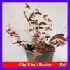 Cây cánh bướm đỏ – Cây cảnh giá ưu đãi 65.000₫, trang trí không gian sống