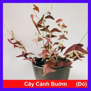 Cây cánh bướm đỏ – Cây cảnh giá ưu đãi 65.000₫, trang trí không gian sống