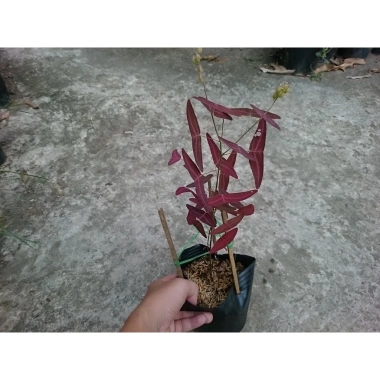 Cây cánh bướm đỏ – Cây cảnh giá ưu đãi 65.000₫, trang trí không gian sống 2 Cây cánh bướm đỏ – Cây cảnh giá ưu đãi 65.000₫, trang trí không gian sống 2