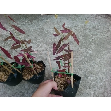 Cây cánh bướm đỏ – Cây cảnh giá ưu đãi 65.000₫, trang trí không gian sống 4 Cây cánh bướm đỏ – Cây cảnh giá ưu đãi 65.000₫, trang trí không gian sống 4