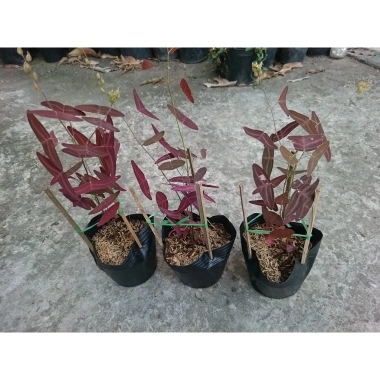 Cây cánh bướm đỏ – Cây cảnh giá ưu đãi 65.000₫, trang trí không gian sống