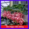 Cây cảnh để bàn Hòn Ngọc Viễn Đông - Giá chỉ 58.000₫, giảm 13.340₫, tạo không gian xanh