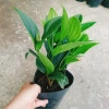 Cây cảnh để bàn Hòn Ngọc Viễn Đông - Giá chỉ 58.000₫, giảm 13.340₫, tạo không gian xanh 5
