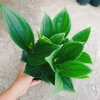 Cây cảnh để bàn Hòn Ngọc Viễn Đông - Giá chỉ 58.000₫, giảm 13.340₫, tạo không gian xanh 6