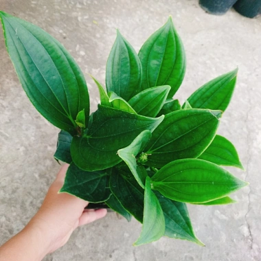 Cây cảnh để bàn Hòn Ngọc Viễn Đông - Giá chỉ 58.000₫, giảm 13.340₫, tạo không gian xanh 6