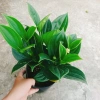 Cây cảnh để bàn Hòn Ngọc Viễn Đông - Giá chỉ 58.000₫, giảm 13.340₫, tạo không gian xanh 8