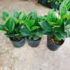 Cây cảnh để bàn Hòn Ngọc Viễn Đông - Giá chỉ 58.000₫, giảm 13.340₫, tạo không gian xanh 9