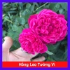 Cây cảnh Hồng Leo Tường Vi - Cây sân vườn đẹp, giảm còn 39.000 VND, dễ trồng, xanh mát