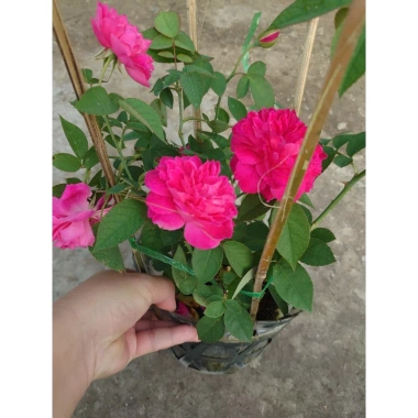 Cây cảnh Hồng Leo Tường Vi - Cây sân vườn đẹp, giảm còn 39.000 VND, dễ trồng, xanh mát