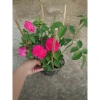 Cây cảnh Hồng Leo Tường Vi - Cây sân vườn đẹp, giảm còn 39.000 VND, dễ trồng, xanh mát 3
