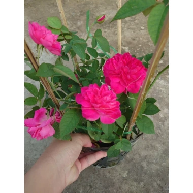 Cây cảnh Hồng Leo Tường Vi - Cây sân vườn đẹp, giảm còn 39.000 VND, dễ trồng, xanh mát