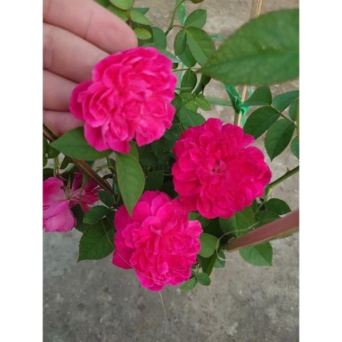 Cây cảnh Hồng Leo Tường Vi - Cây sân vườn đẹp, giảm còn 39.000 VND, dễ trồng, xanh mát