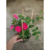 Cây cảnh Hồng Leo Tường Vi - Cây sân vườn đẹp, giảm còn 39.000 VND, dễ trồng, xanh mát 6
