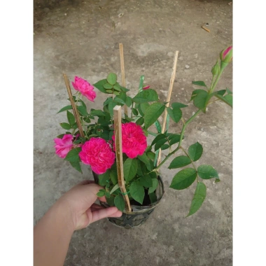 Cây cảnh Hồng Leo Tường Vi - Cây sân vườn đẹp, giảm còn 39.000 VND, dễ trồng, xanh mát