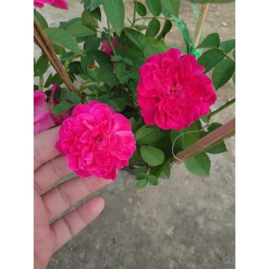 Cây cảnh Hồng Leo Tường Vi - Cây sân vườn đẹp, giảm còn 39.000 VND, dễ trồng, xanh mát