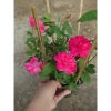 Cây cảnh Hồng Leo Tường Vi - Cây sân vườn đẹp, giảm còn 39.000 VND, dễ trồng, xanh mát 8