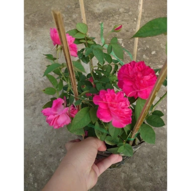 Cây cảnh Hồng Leo Tường Vi - Cây sân vườn đẹp, giảm còn 39.000 VND, dễ trồng, xanh mát