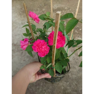 Cây cảnh Hồng Leo Tường Vi - Cây sân vườn đẹp, giảm còn 39.000 VND, dễ trồng, xanh mát