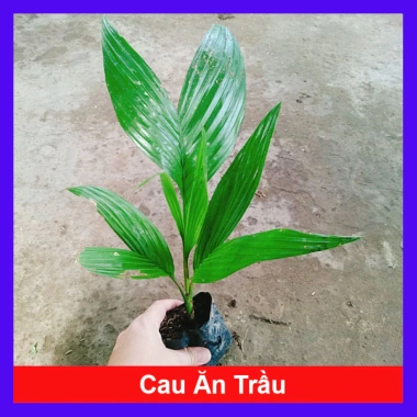 Cây Cau Ăn Trầu lùn tứ quý - cao 30-40cm, giá ưu đãi 42.000 VNĐ