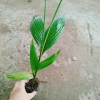 Cây Cau Ăn Trầu lùn tứ quý - cao 30-40cm, giá ưu đãi 42.000 VNĐ 2