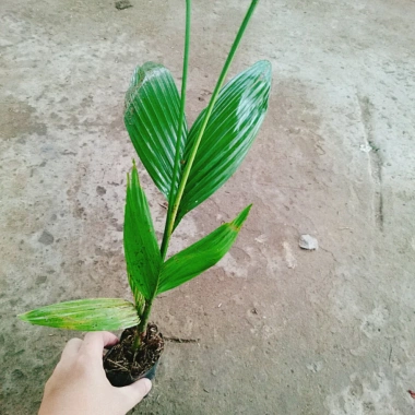 Cây Cau Ăn Trầu lùn tứ quý - cao 30-40cm, giá ưu đãi 42.000 VNĐ