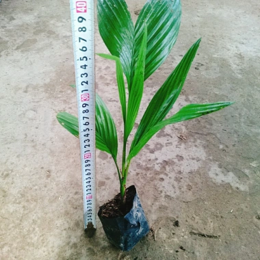 Cây Cau Ăn Trầu lùn tứ quý - cao 30-40cm, giá ưu đãi 42.000 VNĐ