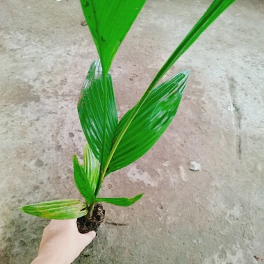 Cây Cau Ăn Trầu lùn tứ quý - cao 30-40cm, giá ưu đãi 42.000 VNĐ 4 Cây Cau Ăn Trầu lùn tứ quý - cao 30-40cm, giá ưu đãi 42.000 VNĐ 4