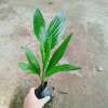 Cây Cau Ăn Trầu lùn tứ quý - cao 30-40cm, giá ưu đãi 42.000 VNĐ 5