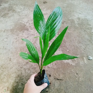 Cây Cau Ăn Trầu lùn tứ quý - cao 30-40cm, giá ưu đãi 42.000 VNĐ 6 Cây Cau Ăn Trầu lùn tứ quý - cao 30-40cm, giá ưu đãi 42.000 VNĐ 6