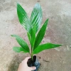 Cây Cau Ăn Trầu lùn tứ quý - cao 30-40cm, giá ưu đãi 42.000 VNĐ 7