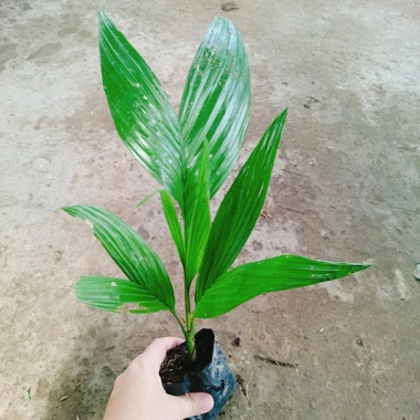 Cây Cau Ăn Trầu lùn tứ quý - cao 30-40cm, giá ưu đãi 42.000 VNĐ