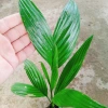 Cây Cau Ăn Trầu lùn tứ quý - cao 30-40cm, giá ưu đãi 42.000 VNĐ 8