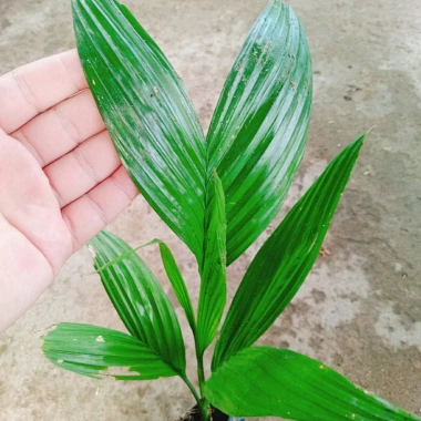 Cây Cau Ăn Trầu lùn tứ quý - cao 30-40cm, giá ưu đãi 42.000 VNĐ