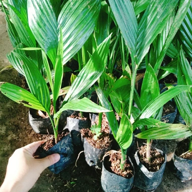 Cây Cau Ăn Trầu lùn tứ quý - cao 30-40cm, giá ưu đãi 42.000 VNĐ