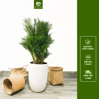 Cây Cau Nhật Cau Lụa size nội thất - Trang trí văn phòng, nhà ở, giảm còn 345k