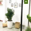 Cây Cau Nhật Cau Lụa size nội thất - Trang trí văn phòng, nhà ở, giảm còn 345k 3