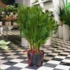 Cây Cau Nhật Cau Lụa size nội thất - Trang trí văn phòng, nhà ở, giảm còn 345k 4