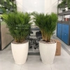 Cây Cau Nhật Cau Lụa size nội thất - Trang trí văn phòng, nhà ở, giảm còn 345k 5